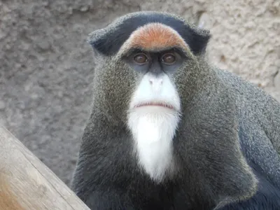 Denver Zoo — photo 9