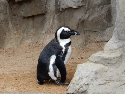 Denver Zoo — photo 12