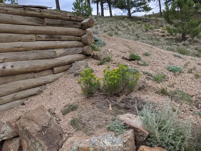 Eleven Mile State Park / Florissant Fossil Beds — photo 26