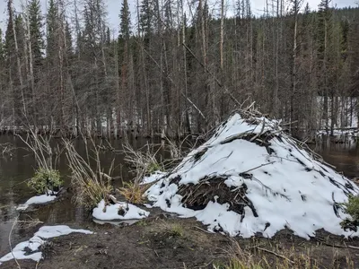 Jefferson Lake (Lodgepole, CO) — photo 8