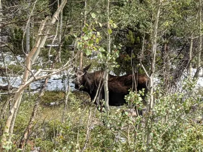 Jefferson Lake (Lodgepole, CO) — photo 13