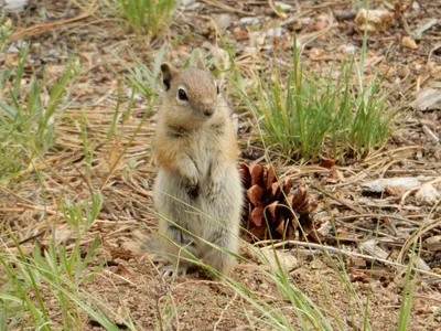 RMNP / Olive Ridge Campground — photo 23