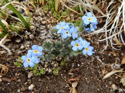 RMNP / Olive Ridge Campground — photo 29