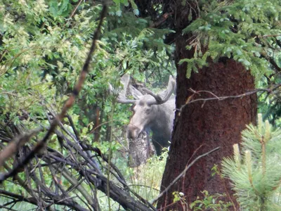RMNP / Olive Ridge Campground — photo 37