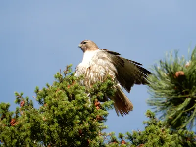 RMNP / Olive Ridge Campground — photo 40