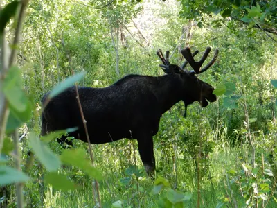 RMNP / Olive Ridge Campground — photo 45