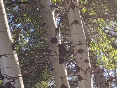 RMNP / Olive Ridge Campground — photo 48