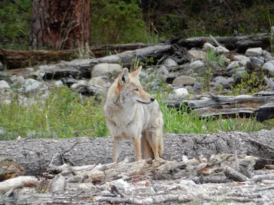Rocky Mountain National Park — photo 7