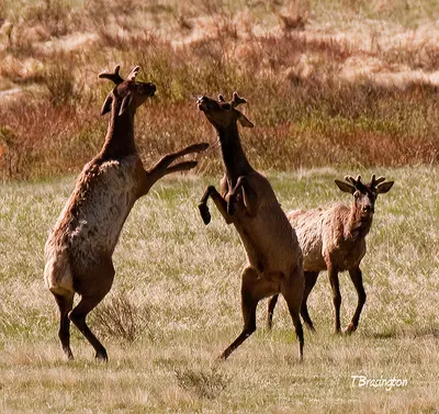 Rocky Mountain National Park — photo 19