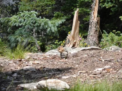 Roosevelt National Forest — photo 11